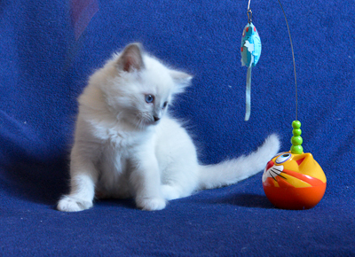 ragdoll kitten at 6 wks old